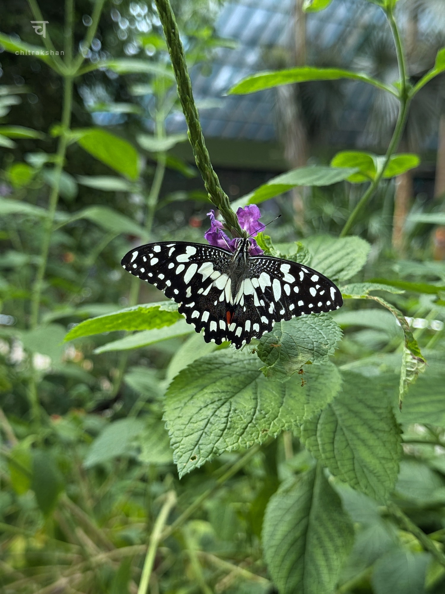 nature photo